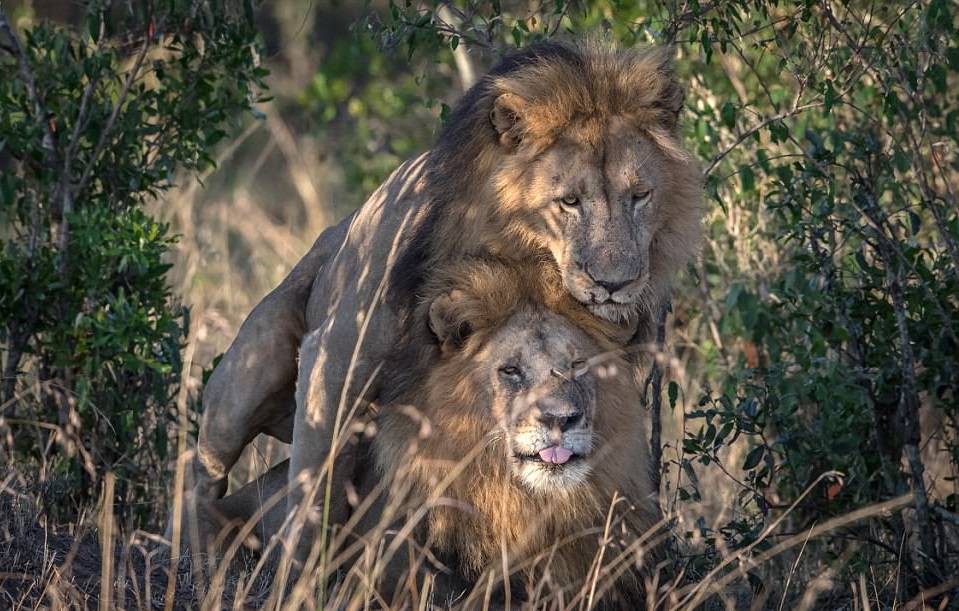 Schwule Löwen Kenia