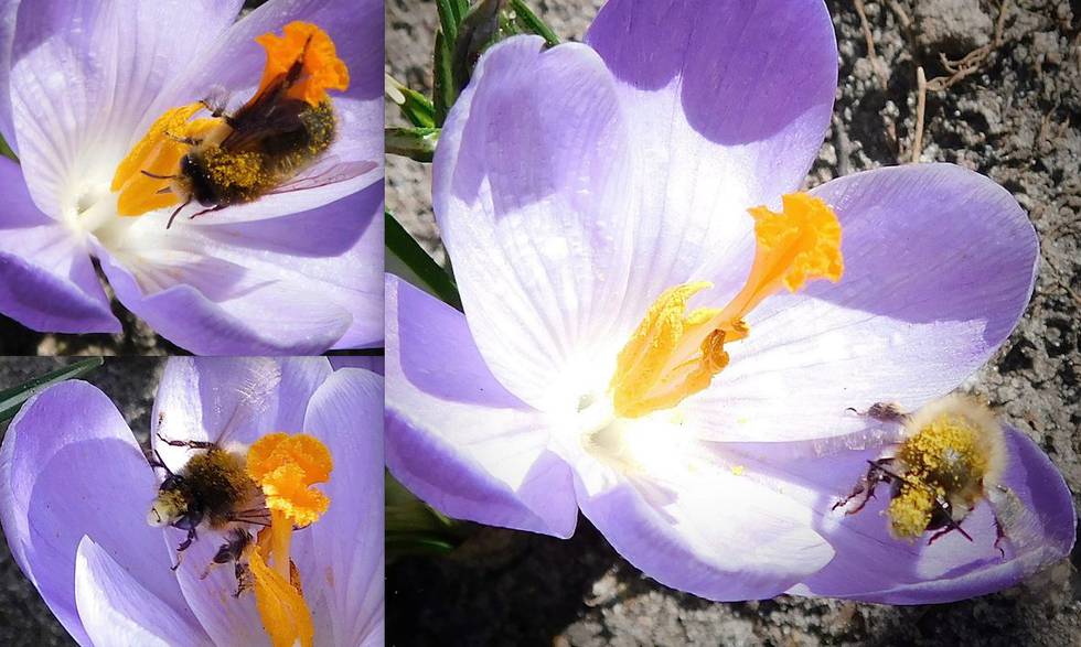 Frühling Krokus Biene