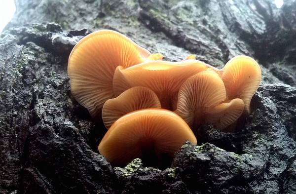 Natur Wald Pilze