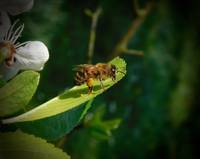 Biene Natur Honig