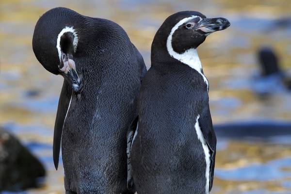 Pinguin-Paar