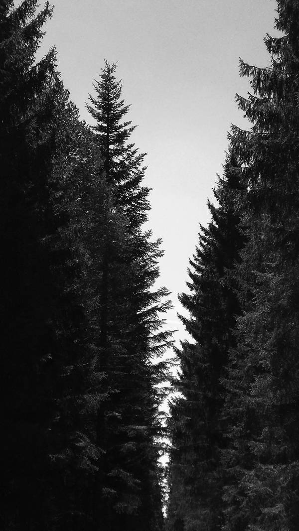 Wald, Natur