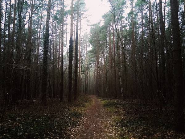Wald, Natur, Shinrin Yoku