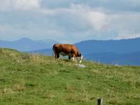 Eine zufriedene Kuh auf einer Alm in den Alpen