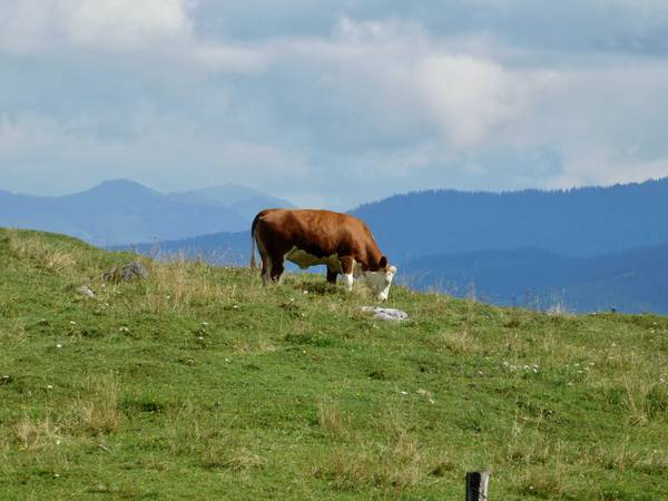 Eine zufriedene Kuh auf einer Alm in den Alpen