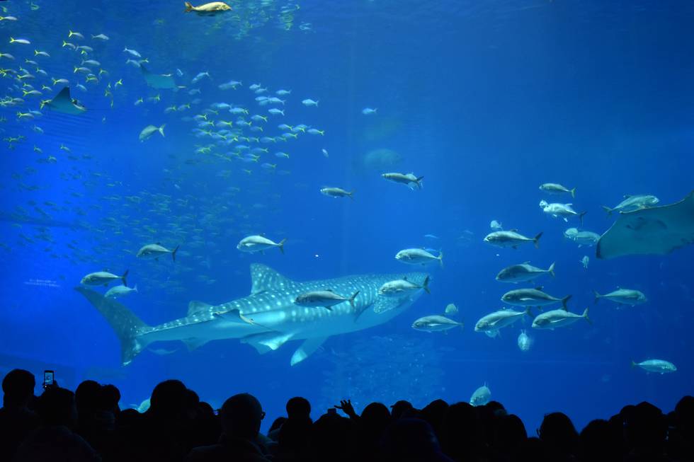 okinawa-japan-aquarium-Nago-travel-adventure-1576345-pxhere.com.jpg