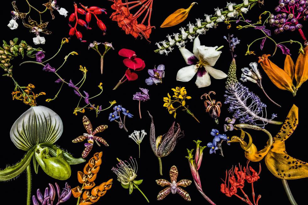 Dale Grant, Botanical Gardens II, 2018, 120 x 180 cm.jpg